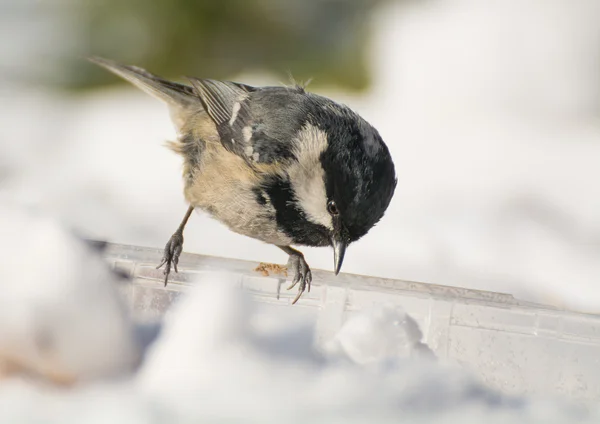 Coal tit — Stock Photo, Image