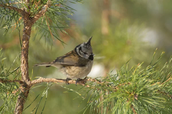 Crested tit — Stock Photo, Image