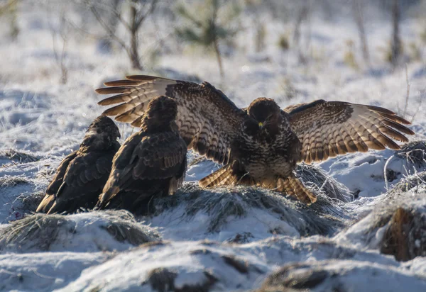 Mäusebussard — Stockfoto