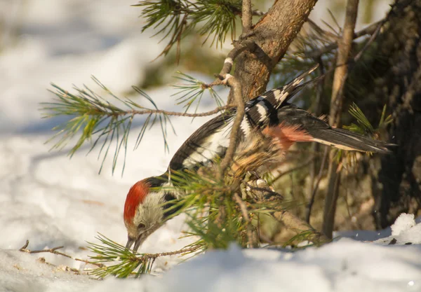 Dendrokopos medius — Stockfoto