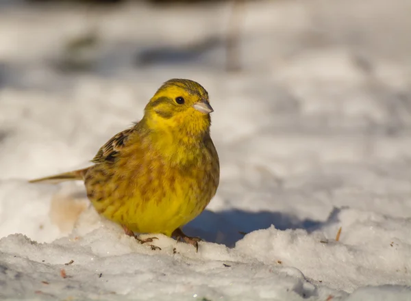 Buntings - Emberiza citrinella — Foto de Stock