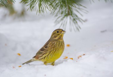 buntings - citrinella вівсянка