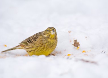 buntings - citrinella вівсянка