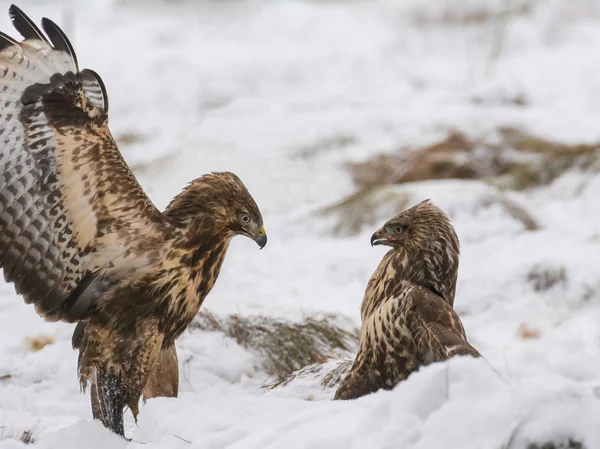 Buzzard. — Fotografia de Stock