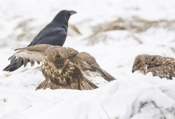 Buzzard. — Fotografia de Stock