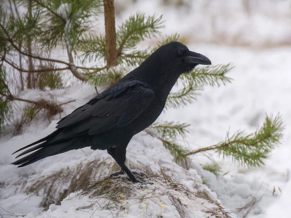 Schwarzer Vogel - Rabe — Stockfoto