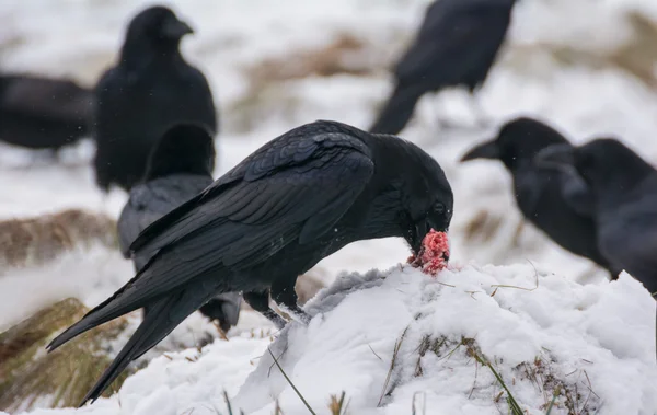 Schwarzer Vogel - Rabe — Stockfoto