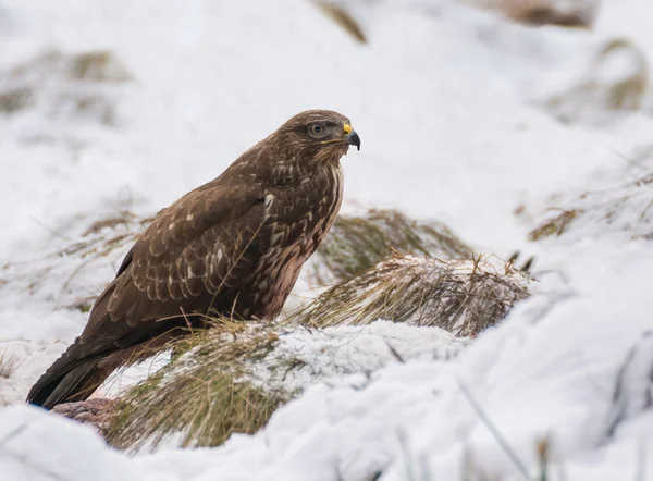 Buizerd — Stockfoto