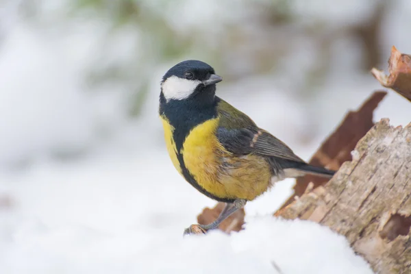 Puppe - Parus major – stockfoto