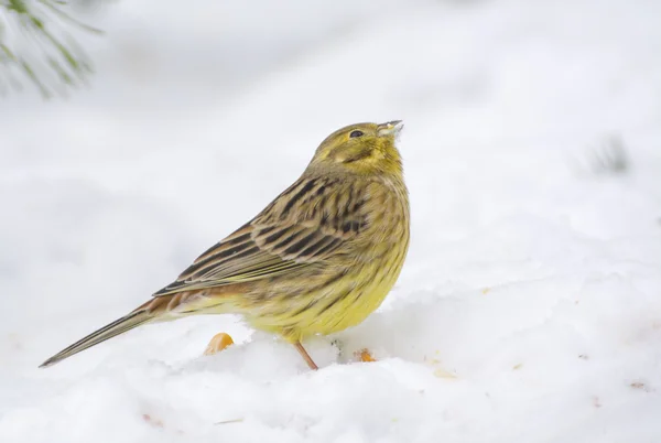 Buntings - Emberiza citrinella — Φωτογραφία Αρχείου