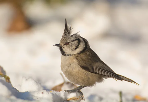 Crested tit — Stock Photo, Image