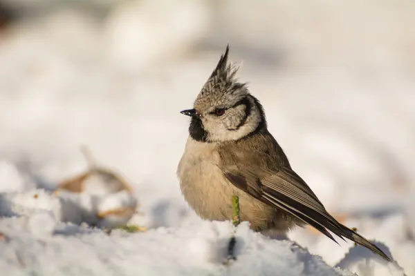 Crested tit — Stock Photo, Image