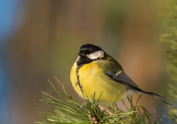 Tit - Parus major — Stock fotografie