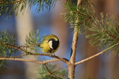 Tit - Parus major