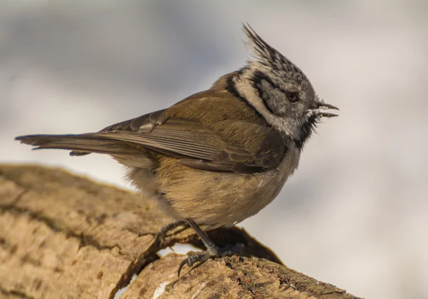 Crested tit — Stockfoto