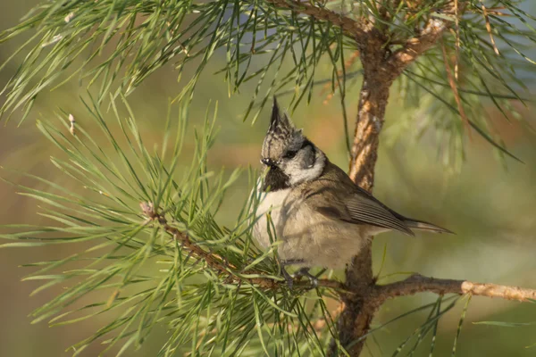 Crested tit — Stockfoto