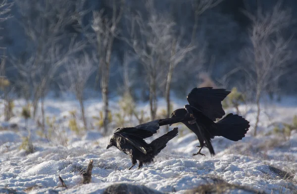 Raven zwarte vogel — Stockfoto