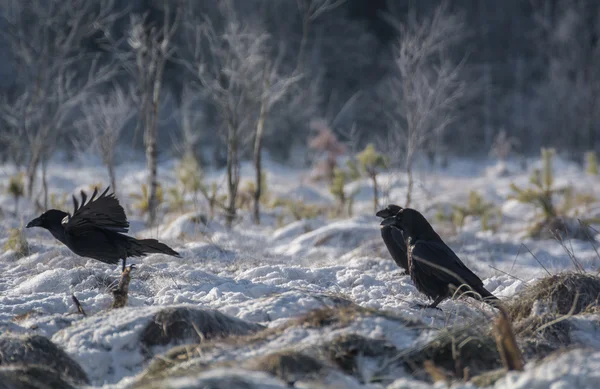 Corb pasăre neagră — Fotografie, imagine de stoc