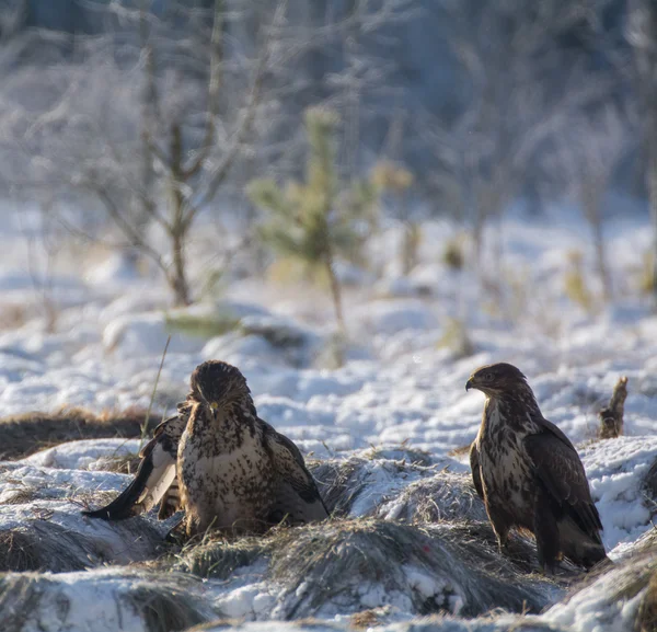 Buizerd — Stockfoto