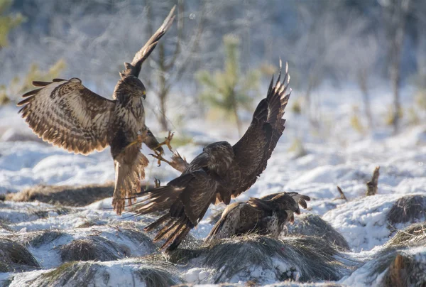 Buzzard. — Fotografia de Stock