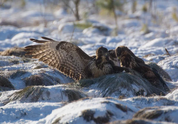 Mäusebussard — Stockfoto