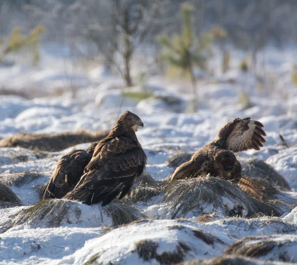 Buzzard — Stock Photo, Image