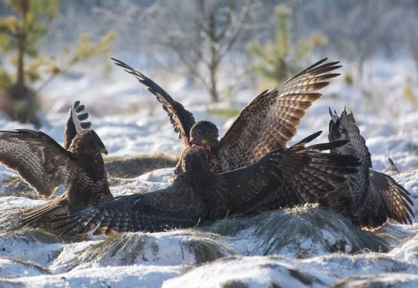 Mäusebussard — Stockfoto