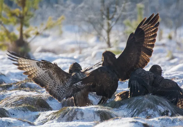 Mäusebussard — Stockfoto