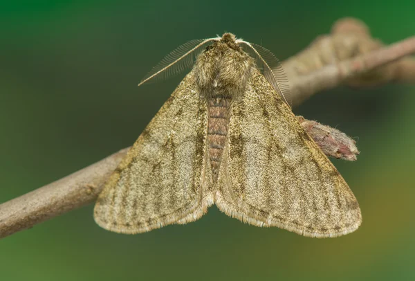 Phigalia pilosaria — Stockfoto