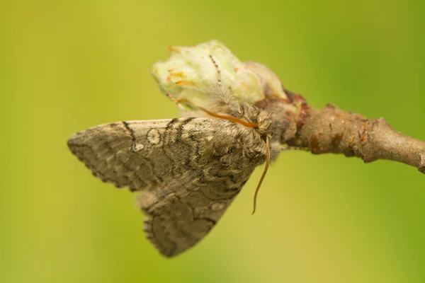 Achlya flavicornis — ストック写真