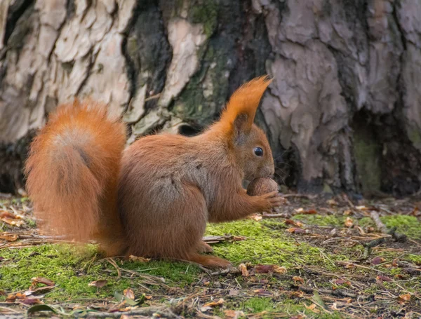 Squirrel — Stock Photo, Image