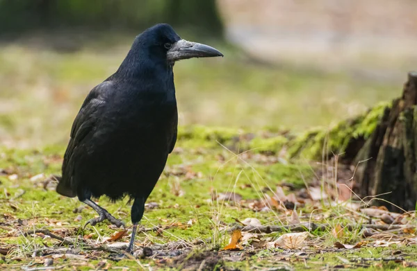 Kale siyah kuş — Stok fotoğraf