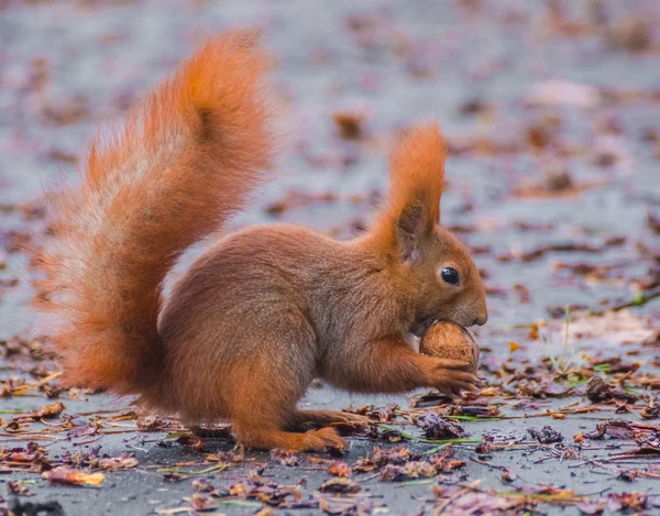 Eichhörnchen — Stockfoto