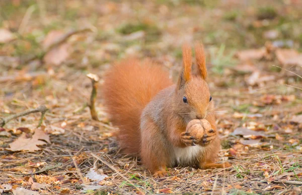 Eichhörnchen — Stockfoto