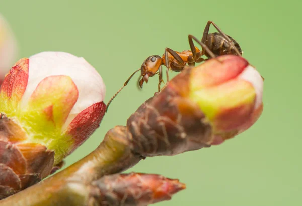 Karınca böcek — Stok fotoğraf