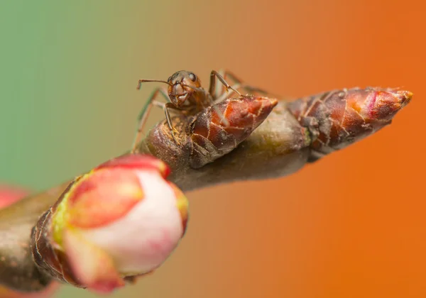 蚂蚁昆虫 — 图库照片