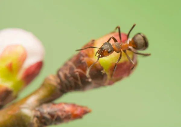 Ant insect — Stock Photo, Image