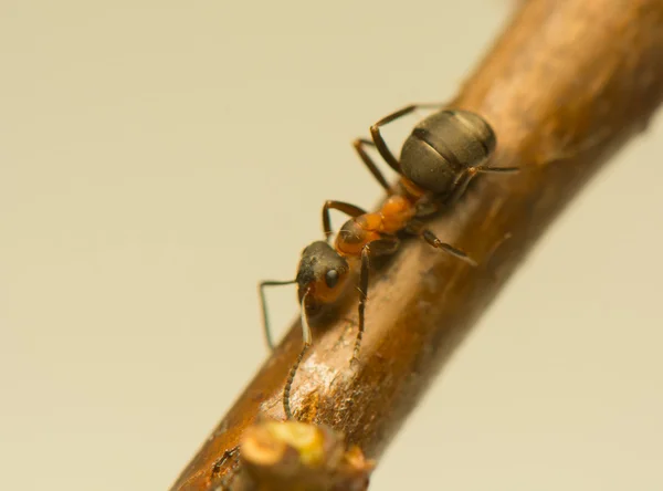 Ant insekt — Stockfoto