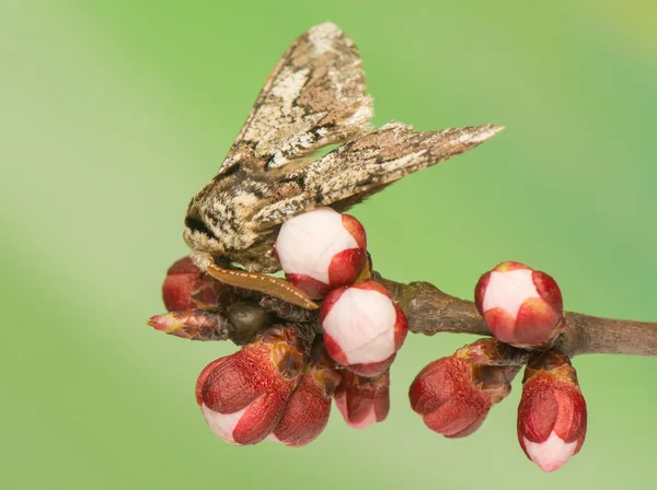 Ant insect — Stockfoto