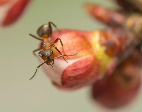 Ant insect — Stock Photo, Image