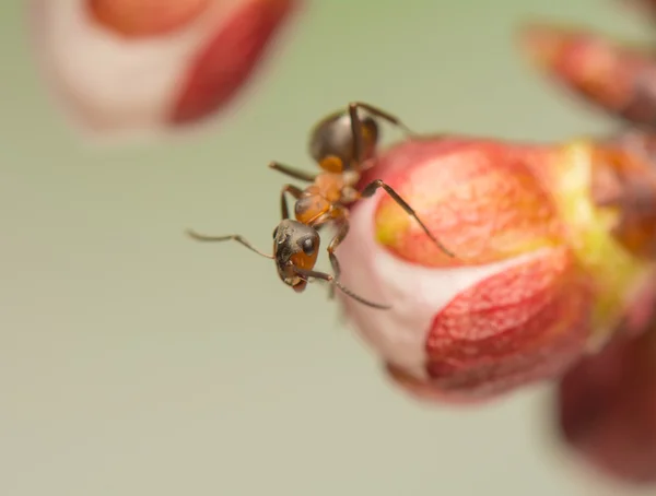 Ant insekt — Stockfoto
