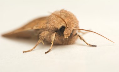 Orthosia cerasi