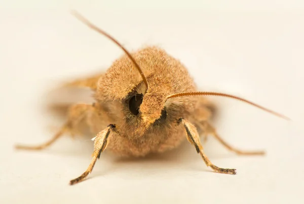 Orthosia cerasi — Zdjęcie stockowe