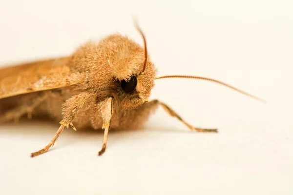 Orthosia cerasi — Zdjęcie stockowe