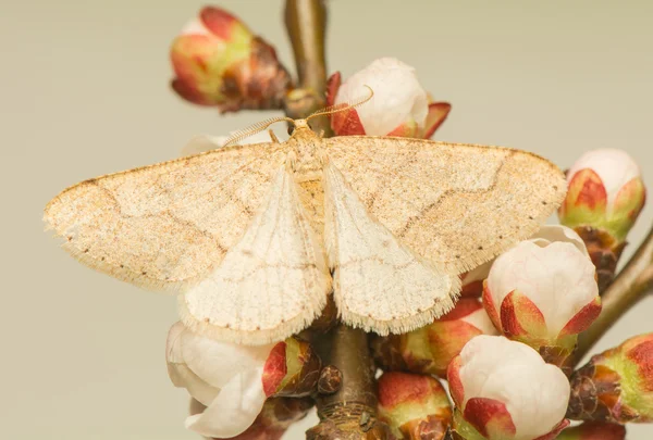 Nachtvlinder - insect - Geometridae, de spanners — Stockfoto