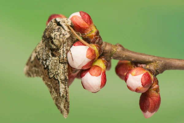 Biston strataria — Fotografia de Stock