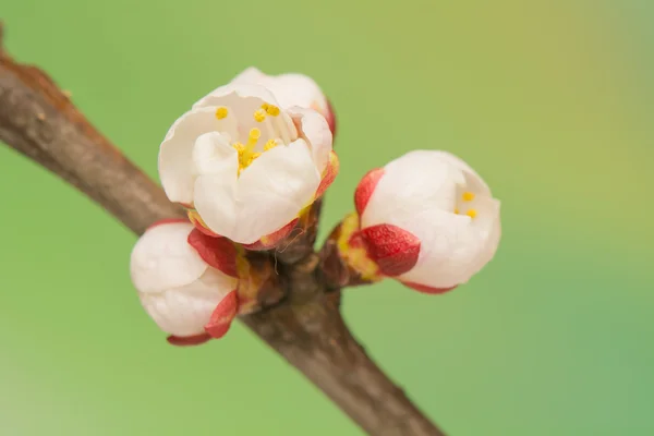 Gemme primaverili — Foto Stock