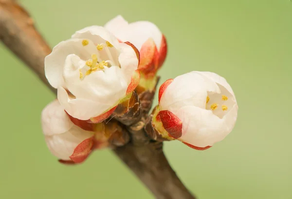 Jarní bud — Stock fotografie