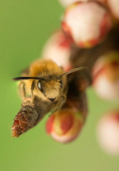 Biene - apis mellifera — Stockfoto