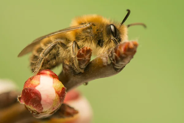 Včela - apis mellifera — Stock fotografie